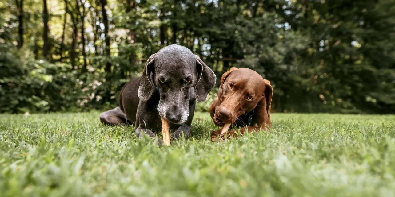 Pure Nutrition, Happy Tails